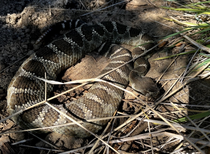 Northern Pacific Rattlesnake